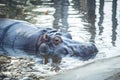 Close up of Hippopotamus resting inside the water in lake in zoo