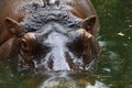 Close up of Hippopotamus