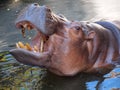 Hippopotamus showing huge jaw and teeth