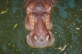 Close-up a hippopotamus Royalty Free Stock Photo