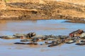 Close hippo or Hippopotamus amphibius in water