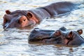 Close hippo or Hippopotamus amphibius in water