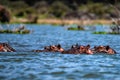 Close hippo or Hippopotamus amphibius in water