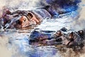 Watercolor painting of hippo or Hippopotamus amphibius in water