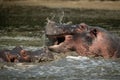 Close-up of hippos splashing around in river