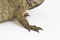 Hispaniolan Rhinoceros Iguana lizard Cyclura cornuta cornuta isolated on white background Royalty Free Stock Photo