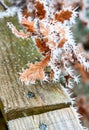 Close-up of hoare frost on leaves in winter in England