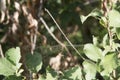 close-up: hobo spider with its web in the forest