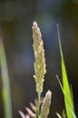 Close-up of Holcus lanatus in bloom, reaching a height of 30 to 90 cm.