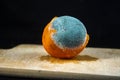 Close up holding mandarin with blue dripping mold on a black background