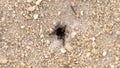 Close up the hole OF Black garden ant Colony Crawling and Walk in & Walk out to the nest.