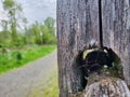 Close up of Cedar Fence Post Hole with Spiderwebs and Plants 2