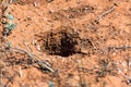 Gopher`s burrow in the ground