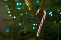 Close up of holiday electric blue garlands on fir branch with Christmas Royalty Free Stock Photo