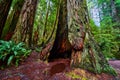 Close-up of hollowed out tree trunk of ancient Redwood tree