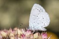 Holly Blue Butterfly (Celastrina argiolus) on Sedum \'Matrona Royalty Free Stock Photo