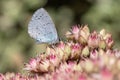 Holly Blue Butterfly (Celastrina argiolus) on Sedum \'Matrona Royalty Free Stock Photo