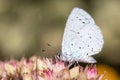 Holly Blue Butterfly (Celastrina argiolus) on Sedum \'Matrona Royalty Free Stock Photo