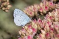 Holly Blue Butterfly (Celastrina argiolus) on Sedum \'Matrona Royalty Free Stock Photo