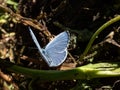 Holly blue butterfly (Celastrina argiolus) in summer. The holly blue has pale silver blue wings spotted with pale