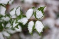 Close up of a holly branch covered in snow