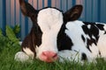 Close up of Holstein calf oudoors at sunset Royalty Free Stock Photo