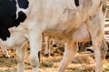 Close up of holstein cow big udder