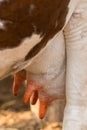 Close up of holstein cow big udder