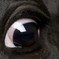 Close-up of Holstein Cow eye Royalty Free Stock Photo