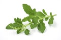 Close-up of holy basil or tulsi leaves, ocimum sanctum isolate on white