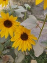 Home Garden Sunflowers with Spider