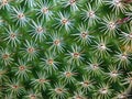 Close-up of a home grown cactos Royalty Free Stock Photo