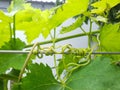 home grown grape fruit tree leaves hanging and growing on a wire Royalty Free Stock Photo