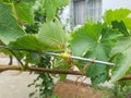 home grown grape fruit tree leaves hanging and growing on a wire Royalty Free Stock Photo