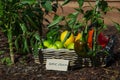 Home grown capsicum plant Royalty Free Stock Photo