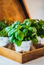 Close up homegrown potted basil, parsley, thyme greenery herbs on wooden tray planter. Home planting and food growing Royalty Free Stock Photo