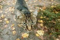 Close-up of homeless gray tabby cat sitting on the big stone in the park. Blurred background Royalty Free Stock Photo