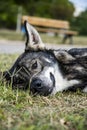 A close up of a homeless stray dog lying on the grass Royalty Free Stock Photo