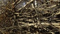 Close up of homemade fence made of tree branches. Media. Stack of thin chopped tree branches. Royalty Free Stock Photo