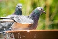 Close up homing pigeon bird bathing in water bowl Royalty Free Stock Photo