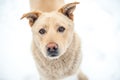 Close-up homless dog portrait