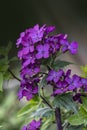 Close up of an honesty lunaria annua flower in bloom