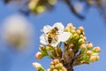 Close up of honey bee on a blooming fruit tree, California