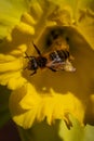 A high angle view of a bee on a daffodil flower, with selective focus Royalty Free Stock Photo