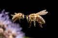 Close up of honey bee collecting pollen on purple flower.