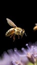 Close up of honey bee collecting pollen on purple flower.