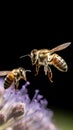 Close up of honey bee collecting pollen on purple flower.