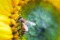 Honey bee collecting pollen and nectar on sunflower. nature, insect, flower Royalty Free Stock Photo