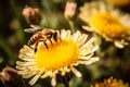 Close-up of a honey bee collecting pollen on a yellow flower against a blurred background. AI generated Royalty Free Stock Photo