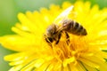 Close-up of a Honey bee collecting pollen from a yellow flower